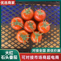 【热卖中】大红西红柿石头番茄全年不限量供应各种规格