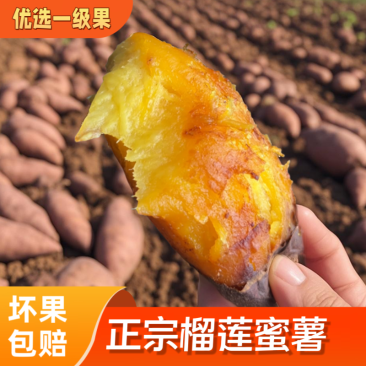 (一件代发)云南产地榴莲蜜薯货源充足售后保障品质全国可发