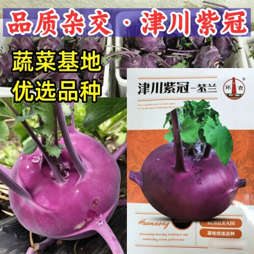 紫冠紫苤兰种子青苤兰菜种籽紫水果苤蓝茎种籽蔬菜种子孑春秋
