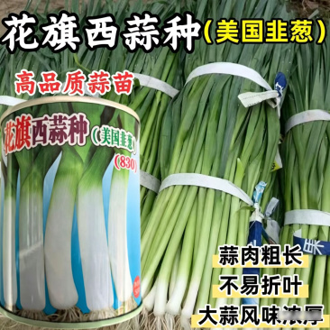 蒜苗种子花旗西蒜种子美国韭葱扁叶葱大蒜耐热耐寒春秋蒜薹种