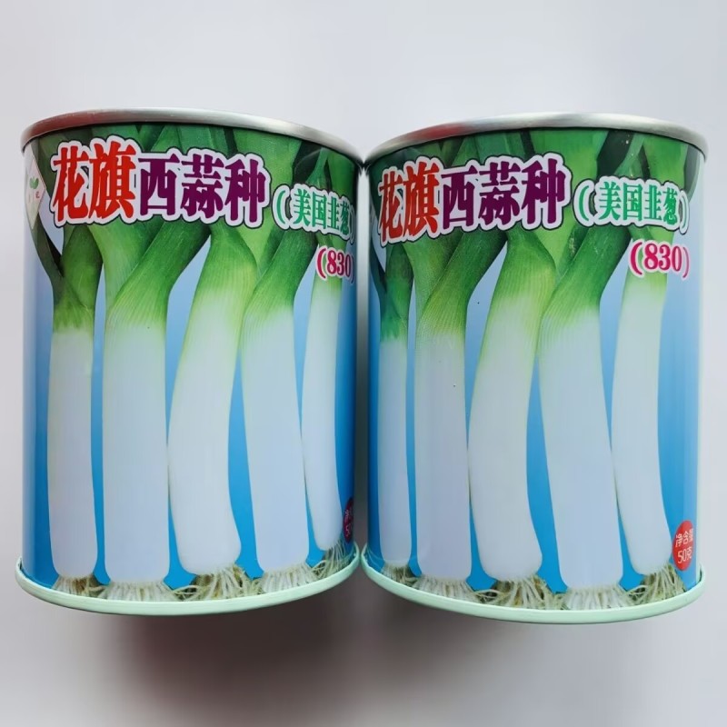 蒜苗种子花旗西蒜种子美国韭葱扁叶葱大蒜耐热耐寒春秋蒜薹种
