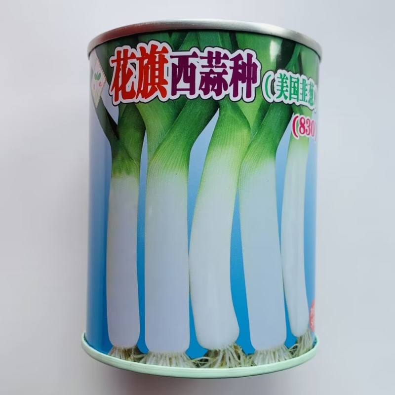 蒜苗种子花旗西蒜种子美国韭葱扁叶葱大蒜耐热耐寒春秋蒜薹种