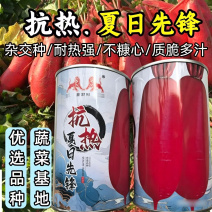 杂交大红袍萝卜种子抗热夏日先锋红皮白肉夏秋水果红萝卜种子