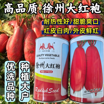 徐州大红袍萝卜种子耐热红皮白肉萝卜满身红夏秋水果萝卜种