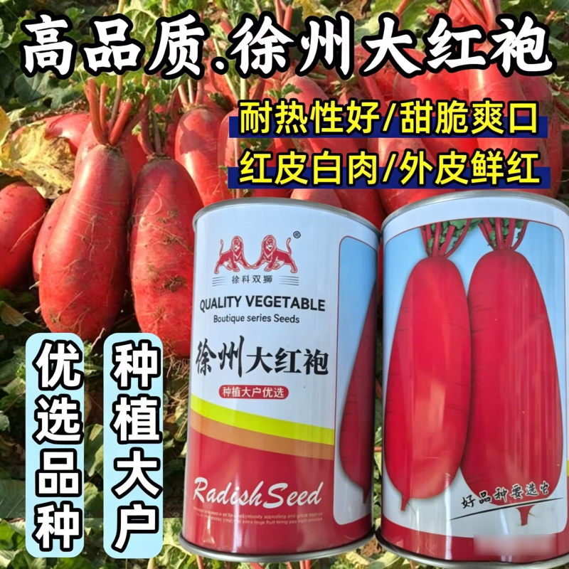 徐州大红袍萝卜种子耐热红皮白肉萝卜满身红夏秋水果萝卜种