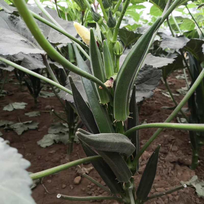 凌云2号秋葵种子杂交早熟黄秋葵水果绿秋葵春夏秋菜农蔬菜种