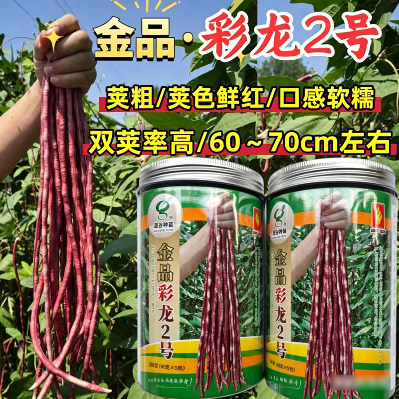 彩龙2号红豇豆种子加长紫红长豇豆紫红豆角春夏秋紫架豆种子