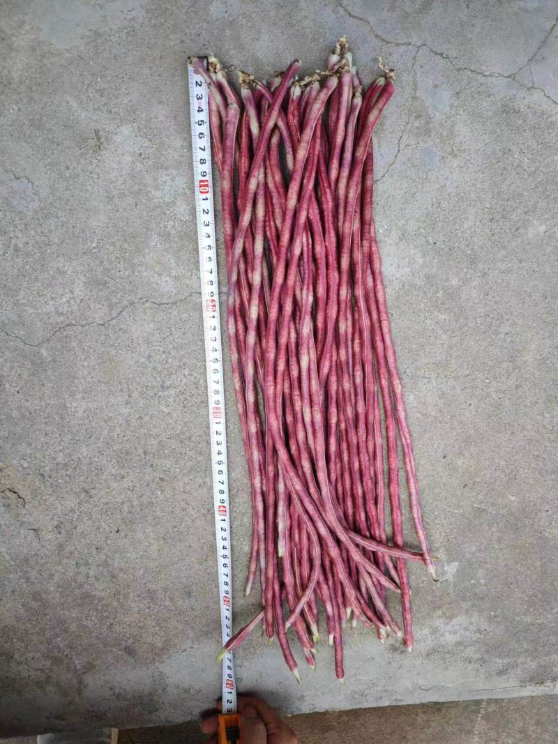 彩龙2号红豇豆种子加长紫红长豇豆紫红豆角春夏秋紫架豆种子
