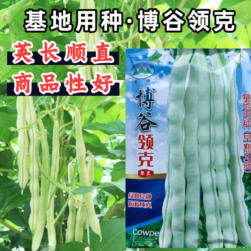 博谷领克芸豆种子白绿荚四季豆架豆种子荚长顺直春秋长豆角种