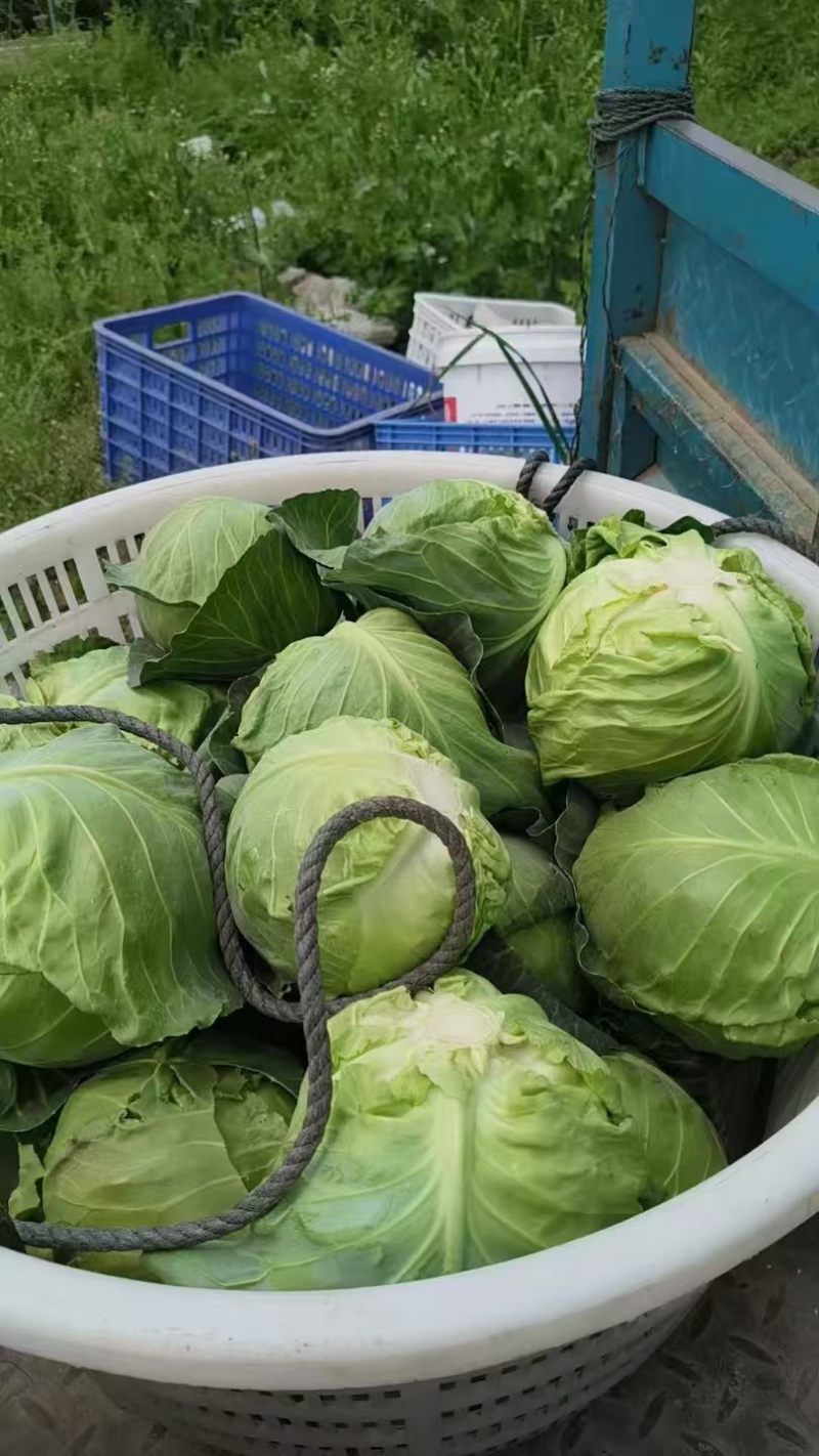 精品有机甘蓝圆包菜，全国发货，保质保量，可对接各大批发市场