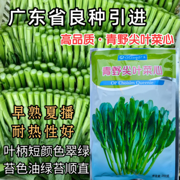 青野尖叶菜心种子广东良种甜菜心耐热春夏秋四季青菜苔蔬菜种