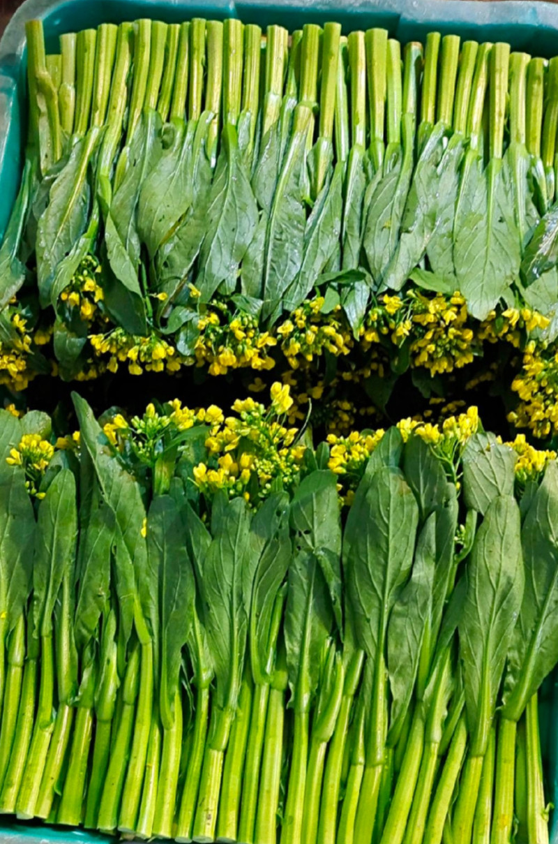 青野尖叶菜心种子广东良种甜菜心耐热春夏秋四季青菜苔蔬菜种