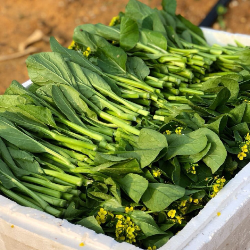 青野尖叶菜心种子广东良种甜菜心耐热春夏秋四季青菜苔蔬菜种