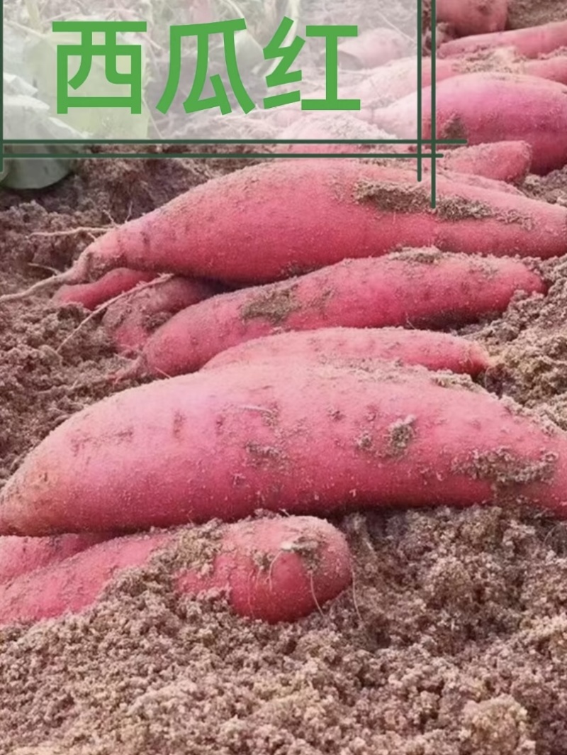 【实力精选】西瓜红规格齐全产地直供对接电商云仓量大