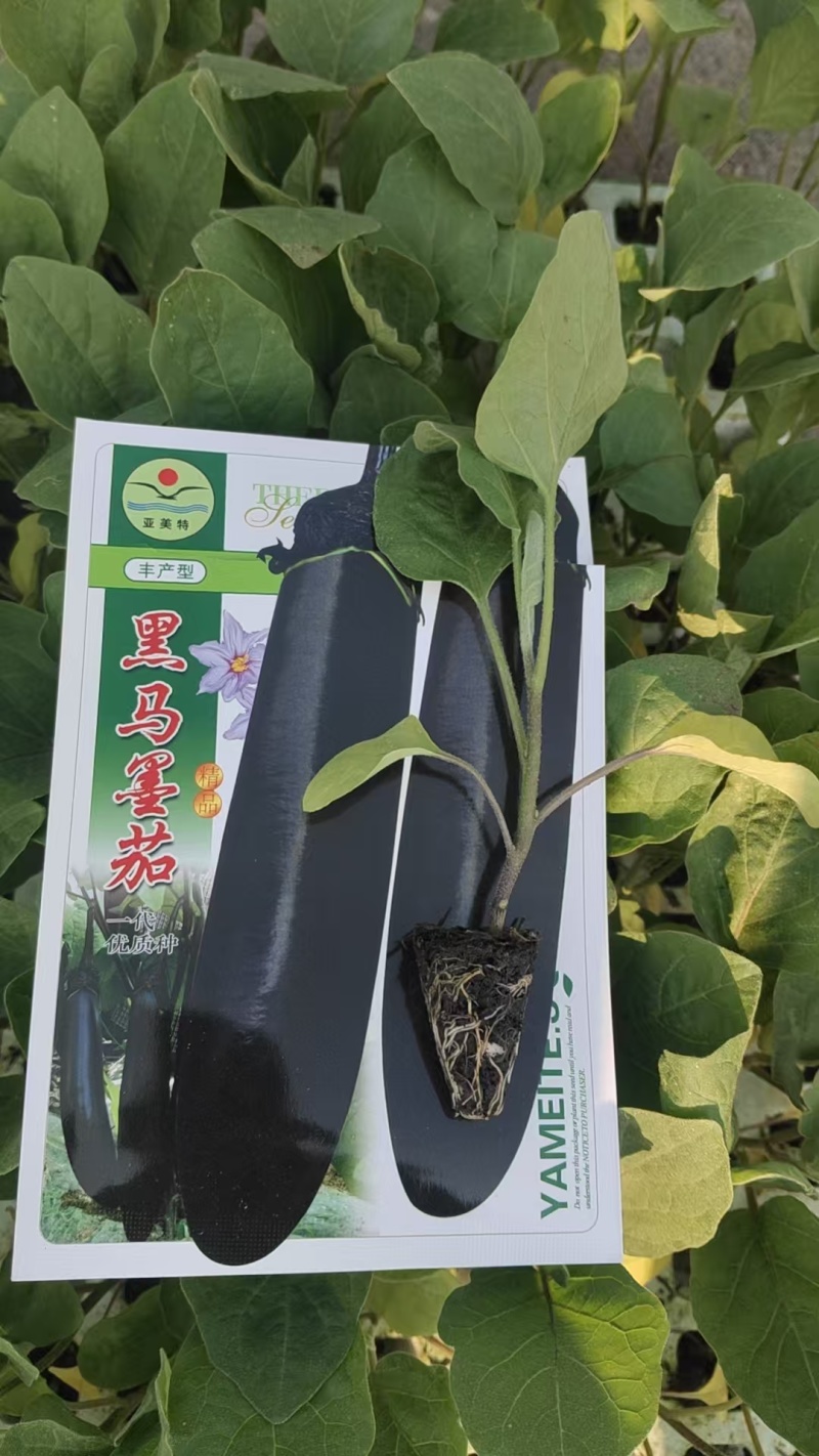 云南昆明产地直发茄子苗保活率高量大可走批发