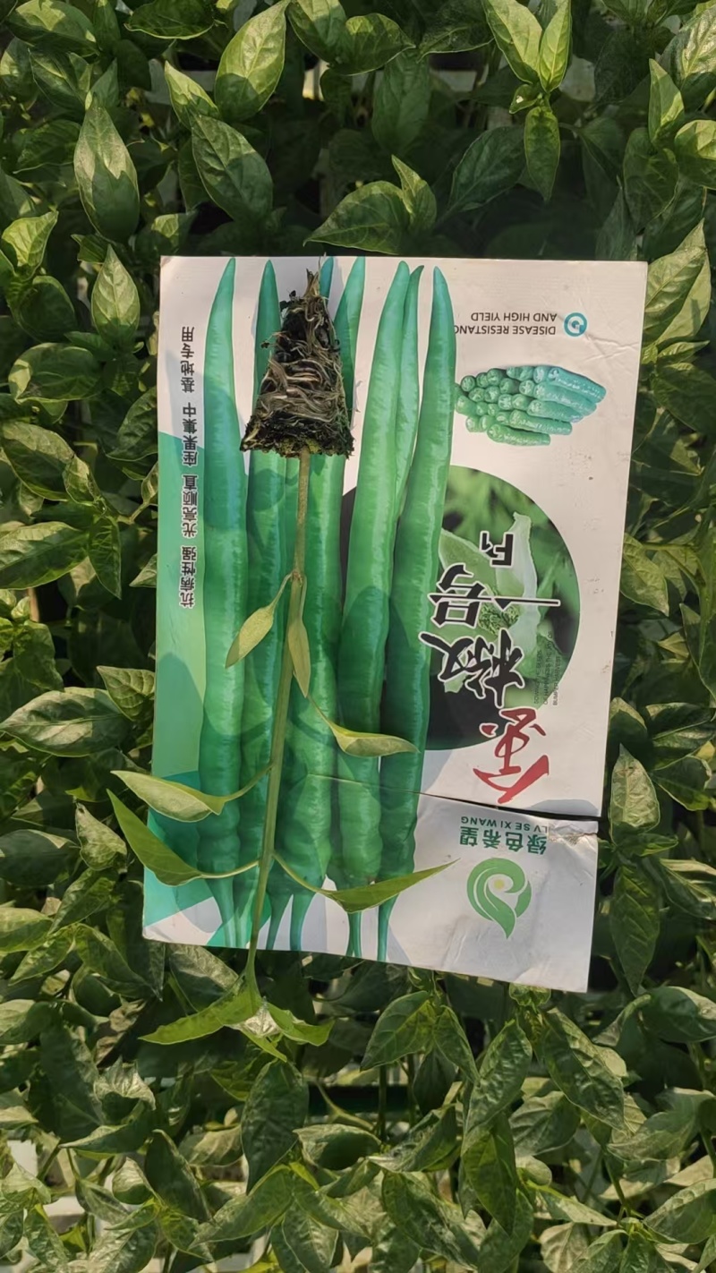 云南昆明自家产地出产优质线椒苗量大价优存活率高