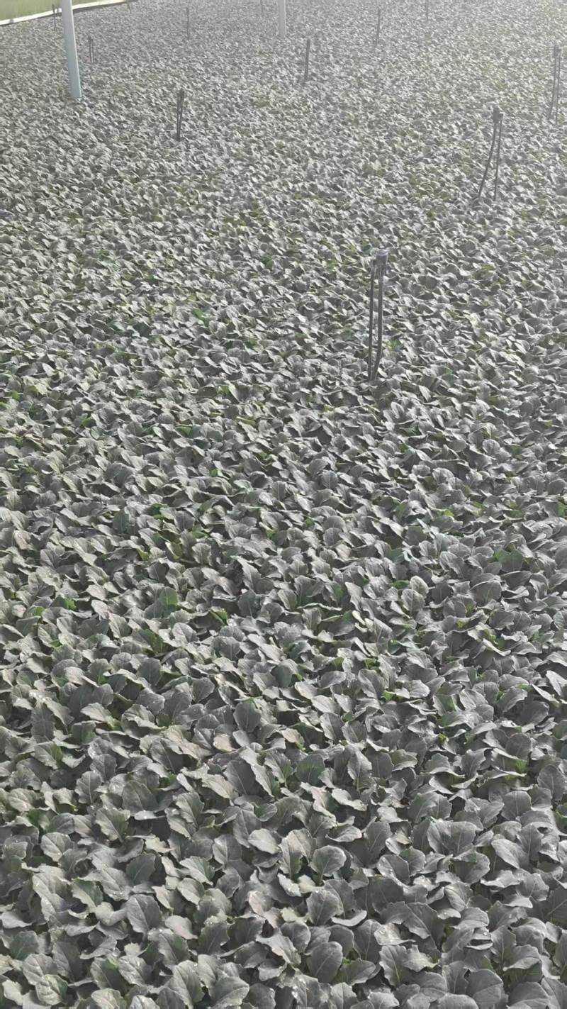 云南昆明自家产地出产牛心甘蓝苗量大价优存活率高