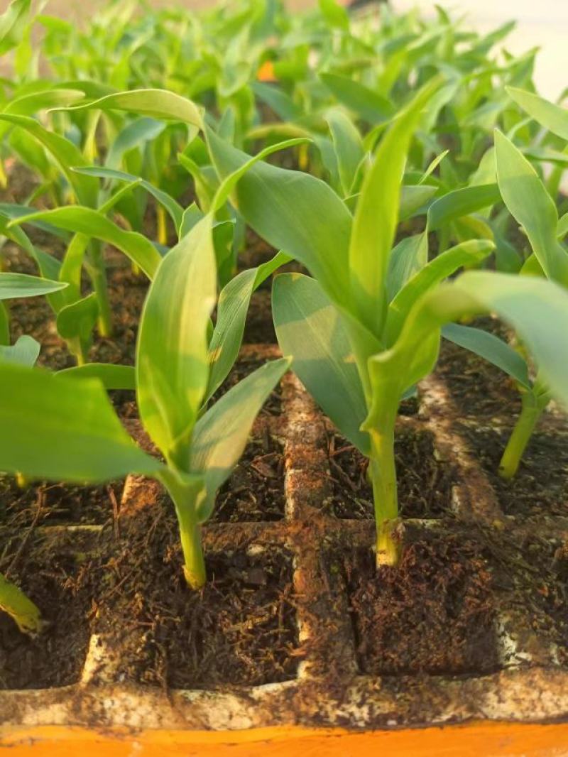 云南昆明晋宁区自家种植基地玉米苗货量充足可批发