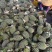 海南精选金钻凤梨基地直供质量保证一手货源全国发货