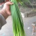 鱼台县蒜苔大量上市，产地直供品质保证诚信经营对接全国