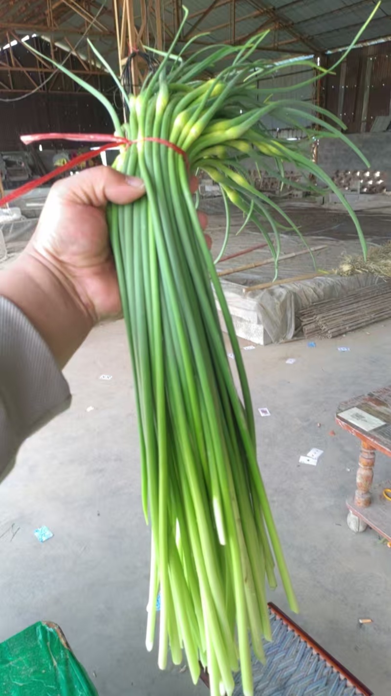 鱼台县蒜苔大量上市，产地直供品质保证诚信经营对接全国