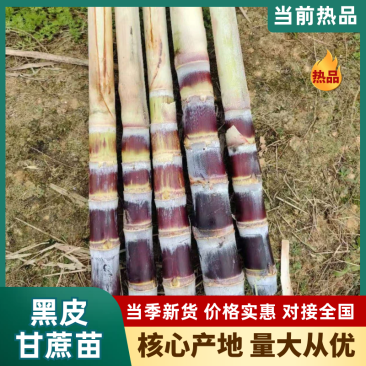 黑皮甘蔗苗甘蔗种茎没病虫害成活率高甜度高诚信经营