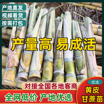 黄皮甘蔗苗，黄金甘蔗种，黄金甘蔗一代苗，二代苗，大量供应