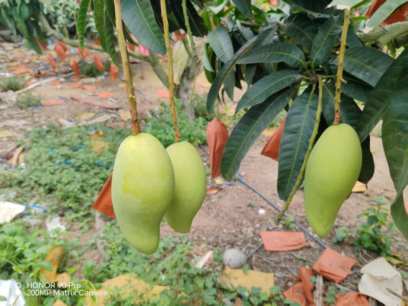 精品芒果，大量新鲜现货速发，味美价廉欢迎选购