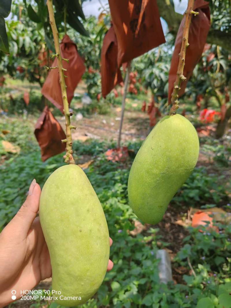 精品芒果，大量新鲜现货速发，味美价廉欢迎选购