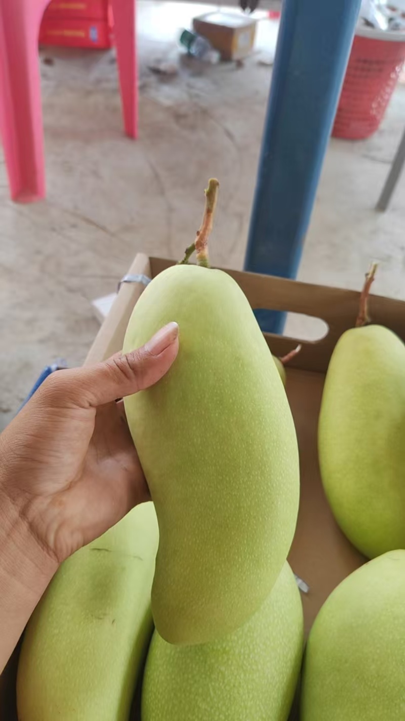 精品芒果，大量新鲜现货速发，味美价廉欢迎选购