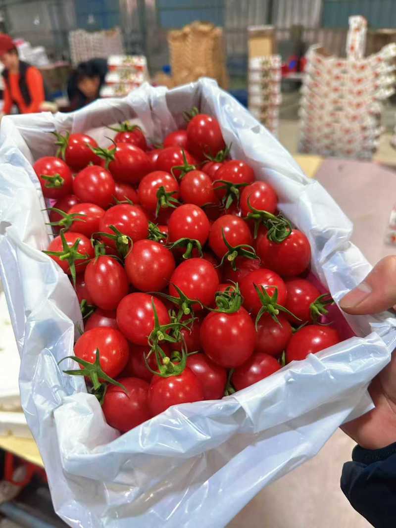 广东电白千禧圣女果一手货源电商供货B2B商超社区市场