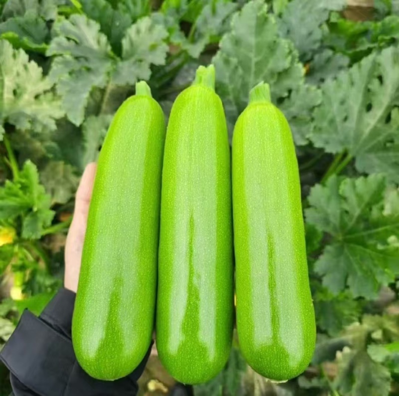 绿皮西葫芦无擦伤疤痕卖相好条形直承接商超电商餐饮批发市场