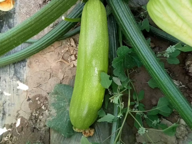 绿皮西葫芦无擦伤疤痕卖相好条形直承接商超电商餐饮批发市场