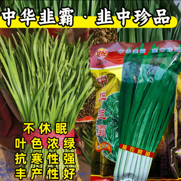中华韭霸韭菜种子冬季不休眠耐寒宽叶黑绿叶白根韭菜种子籽孑