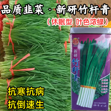 竹杆青韭菜种子休眠抗病速生抗寒宽叶香味浓韭菜四季蔬菜种子