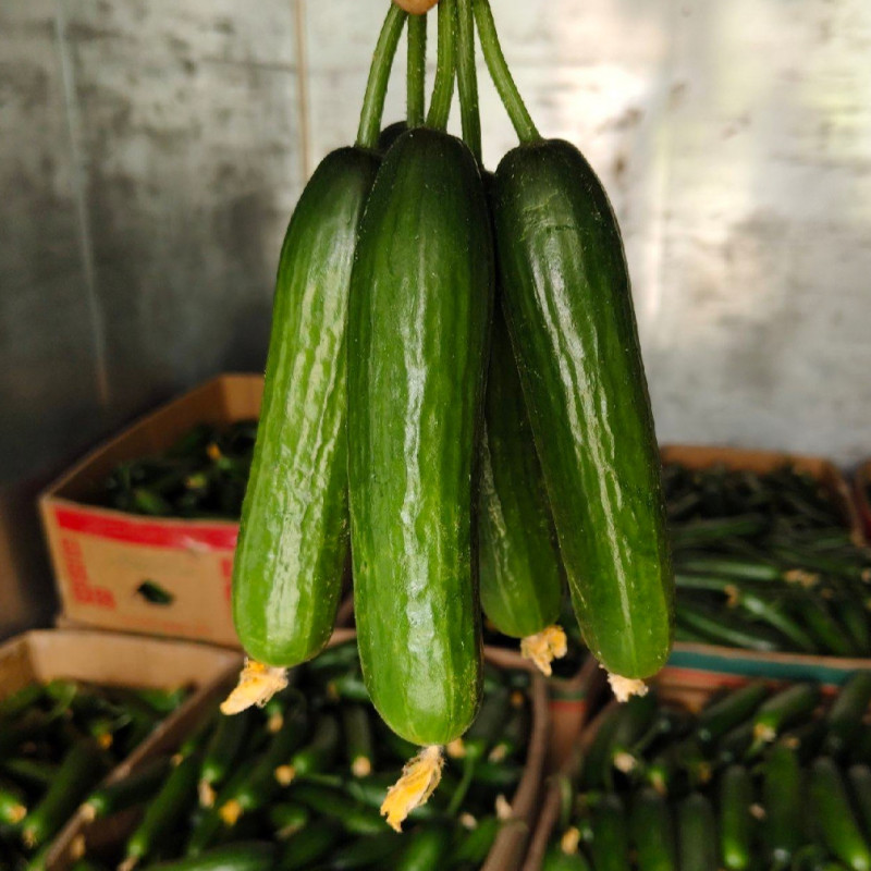 荷兰水果黄瓜种子乳瓜深绿甜脆无刺节节有瓜春秋黄瓜种子