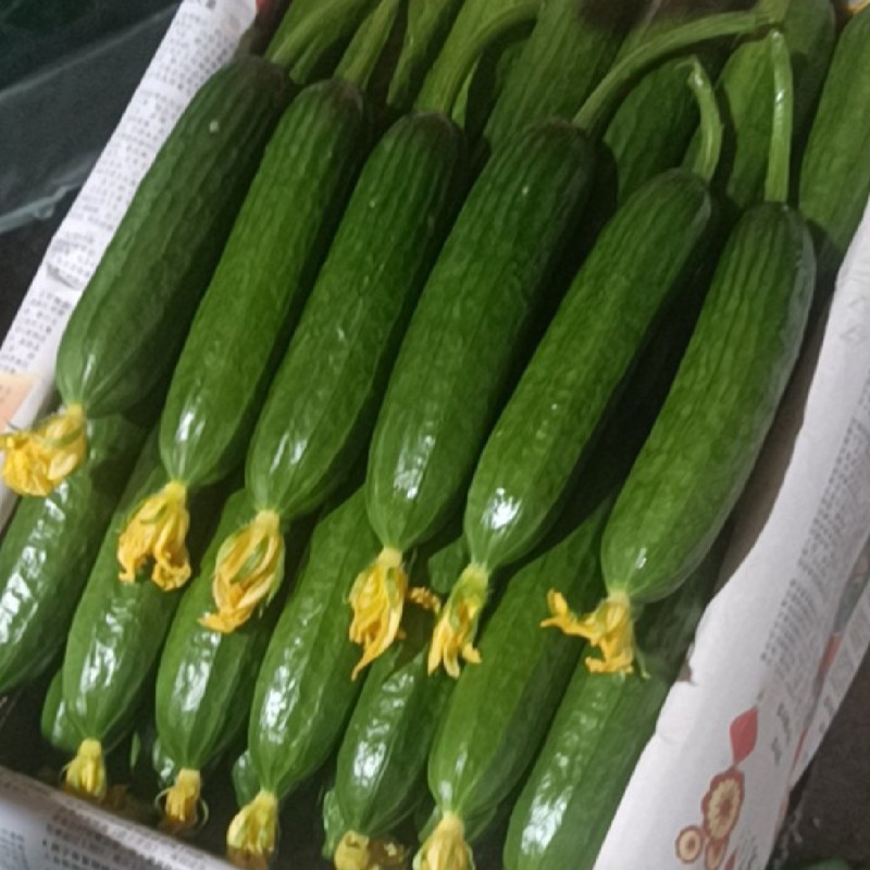 荷兰水果黄瓜种子乳瓜深绿甜脆无刺节节有瓜春秋黄瓜种子