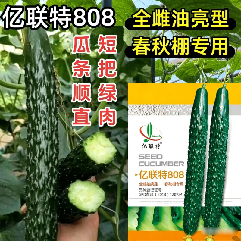 亿联特808黄瓜种子全雌油亮耐高温绿肉短把早春秋大棚黄瓜