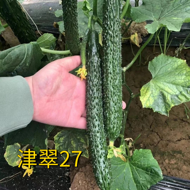 津翠27黄瓜种子夏秋耐热露地耐高温黑油亮密刺短把春棚黄瓜