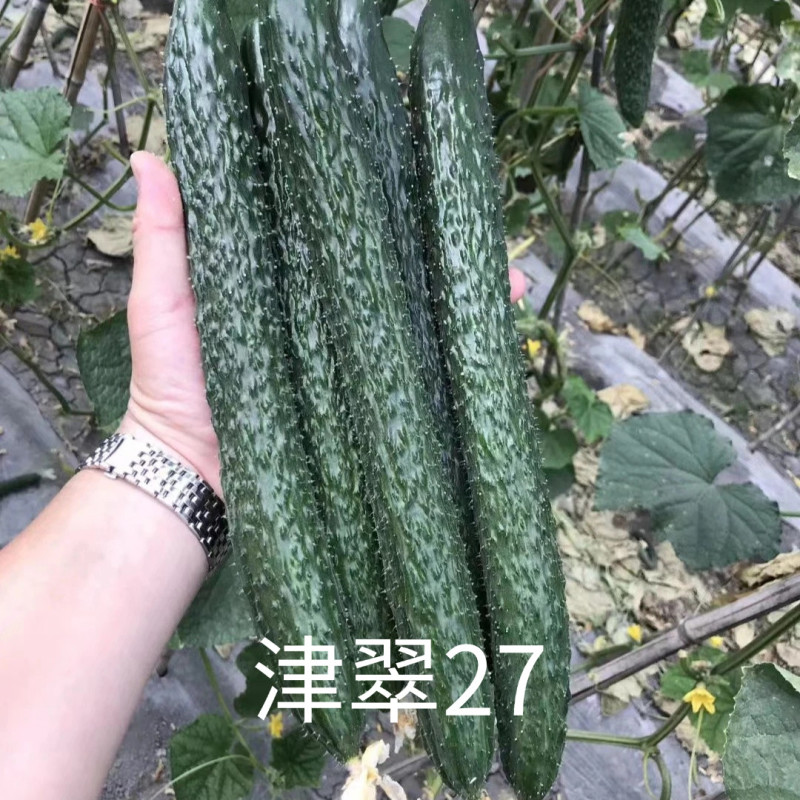 津翠27黄瓜种子夏秋耐热露地耐高温黑油亮密刺短把春棚黄瓜