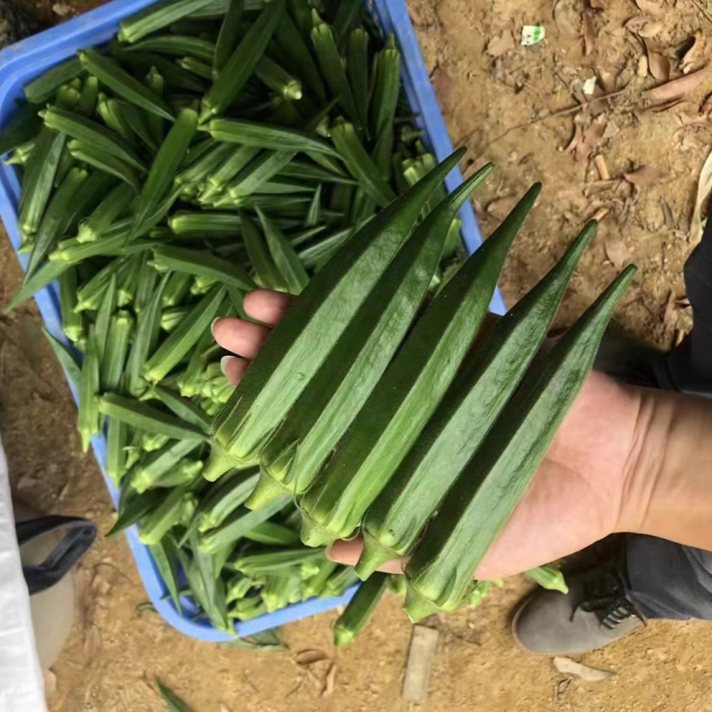 津翠27黄瓜种子夏秋耐热露地耐高温黑油亮密刺短把春棚黄瓜