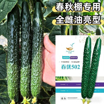 春优502黄瓜种子全雌油亮黑绿皮绿肉瓤顺直短把春秋棚黄瓜
