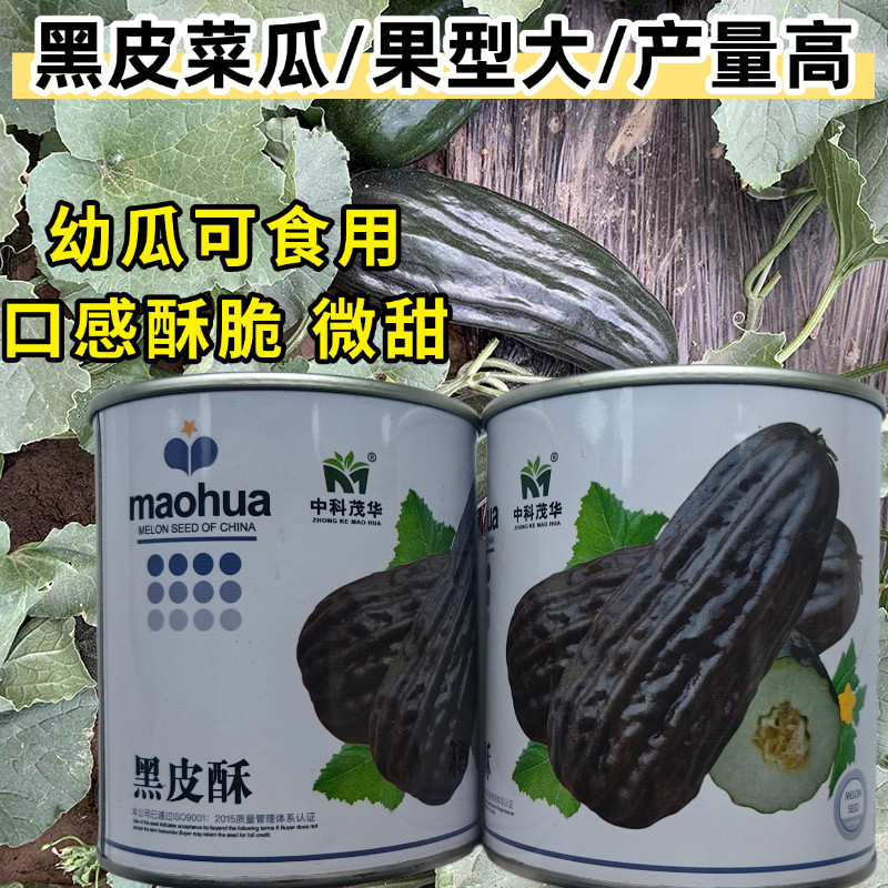 黑皮酥瓜种子菜瓜种子酥脆八棱菜瓜黑酥瓜微甜黑皮甜瓜种子籽
