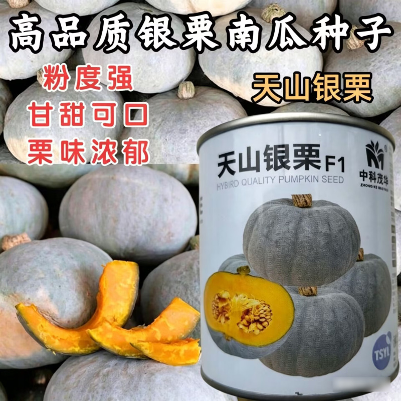 天山银栗南瓜种子贵族板栗南瓜粉糯甘甜白皮贝贝南瓜蔬菜种子