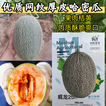 威龙25哈密瓜种子厚皮网纹蜜甜瓜种子桔黄红肉甜脆香瓜种籽