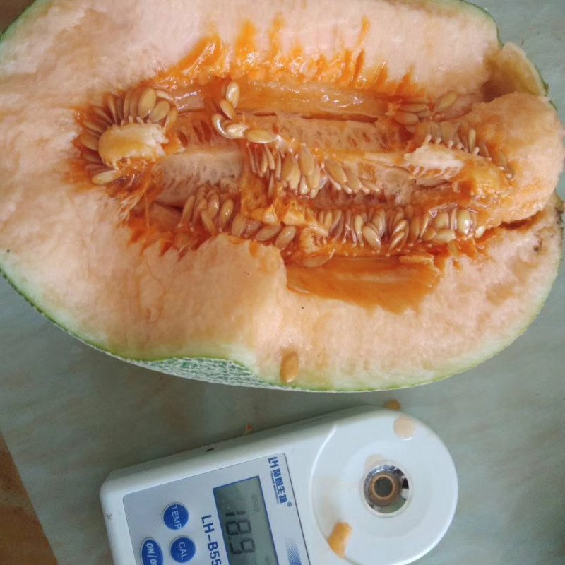 威龙25哈密瓜种子厚皮网纹蜜甜瓜种子桔黄红肉甜脆香瓜种籽