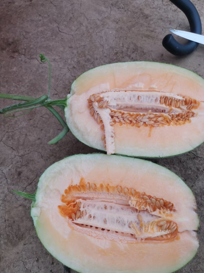 威龙25哈密瓜种子厚皮网纹蜜甜瓜种子桔黄红肉甜脆香瓜种籽
