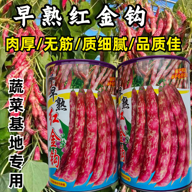 早熟红金钩种子黄金钩红皮架豆油东北无筋红皮豆角农家蔬菜种