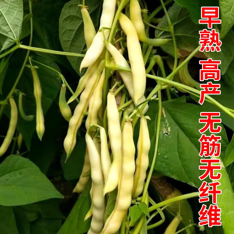 早熟黄金钩油豆种子春秋豆角黄色架豆芸豆东北特色蔬菜种籽子