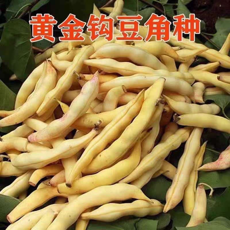 早熟黄金钩油豆种子春秋豆角黄色架豆芸豆东北特色蔬菜种籽子